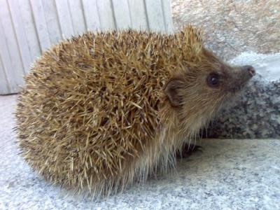 Cach&iacute;n, o protagonista